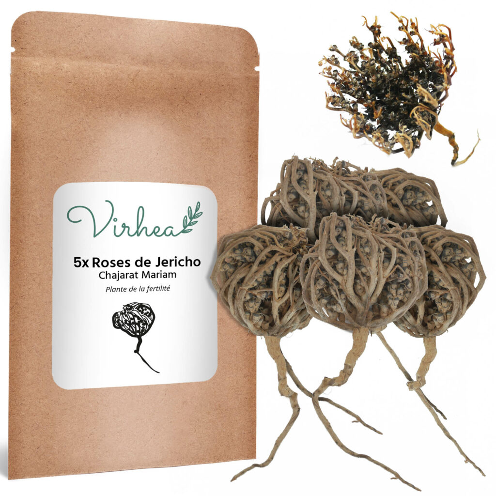 Rose De Jericho Chajarat Mariam X10 - Plante De La Fertilité Taille S - Satisfait Ou Remboursé